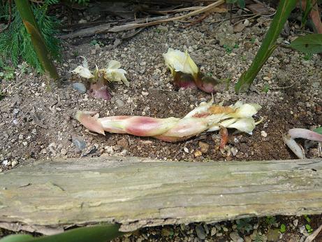 ���N���͎O���̓��I