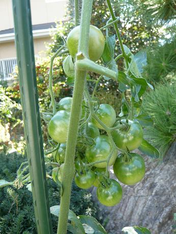 ���N���͎O���̓��I