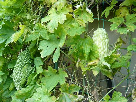 ���N���͎O���̓��I