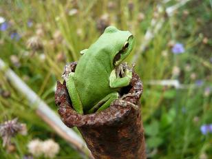 ���N���͎O���̓��I