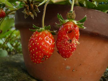 ���N���͎O���̓��I