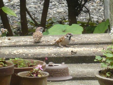 ���N���͎O���̓��I