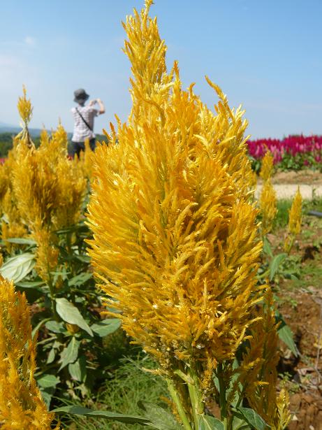 ���N���͎O���̓��I