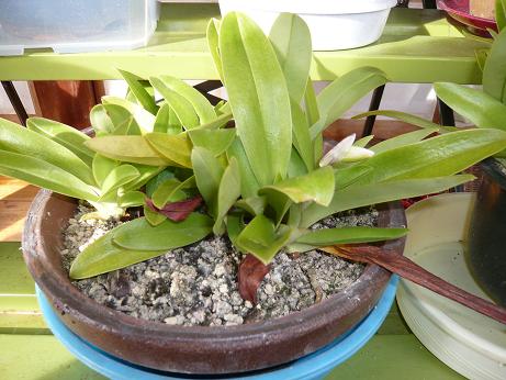 ���N���͎O���̓��I