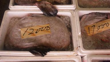 ���N���͎O���̓��I