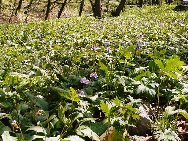 ���N���͎O���̓��I