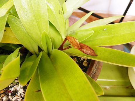 ���N���͎O���̓��I