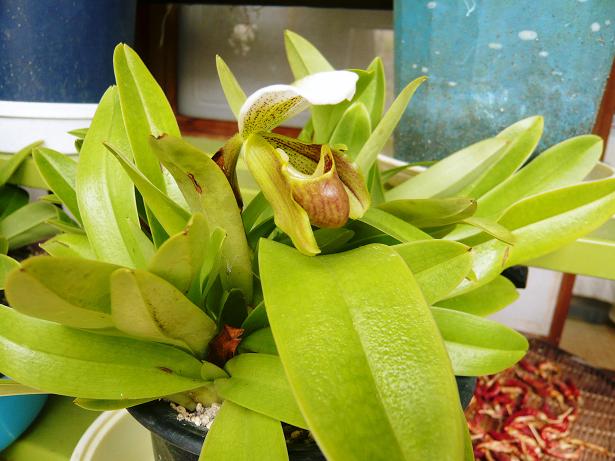 ���N���͎O���̓��I