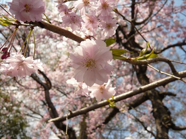 ���N���͎O���̓��I