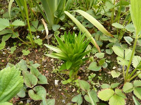 ���N���͎O���̓��I