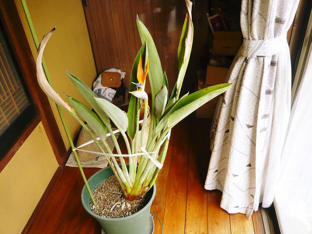 ���N���͎O���̓��I