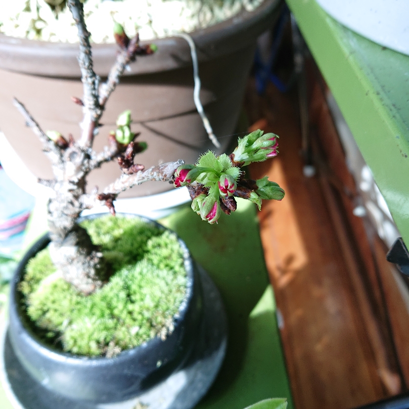 ���N���͎O���̓��I