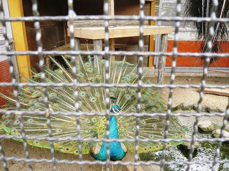 ���N���͎O���̓��I