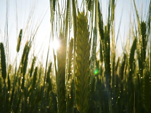 ���N���͎O���̓��I