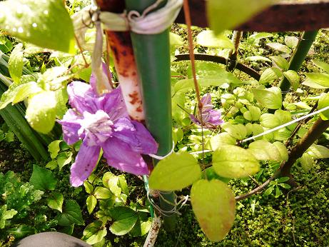 ���N���͎O���̓��I