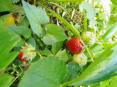 ���N���͎O���̓��I