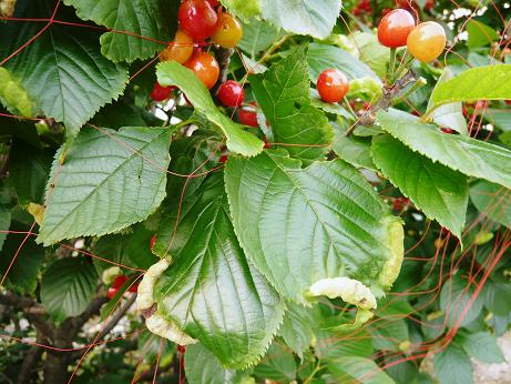 ���N���͎O���̓��I