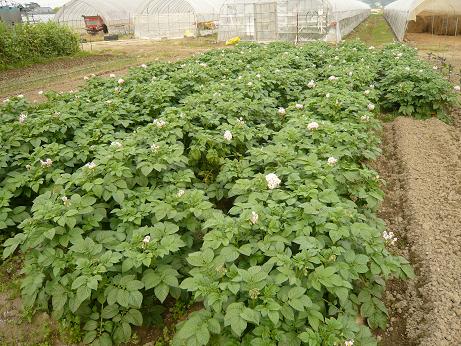 ���N���͎O���̓��I