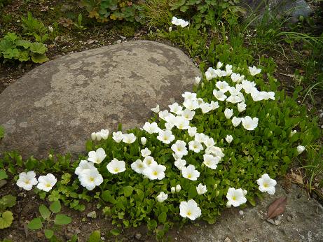 ���N���͎O���̓��I