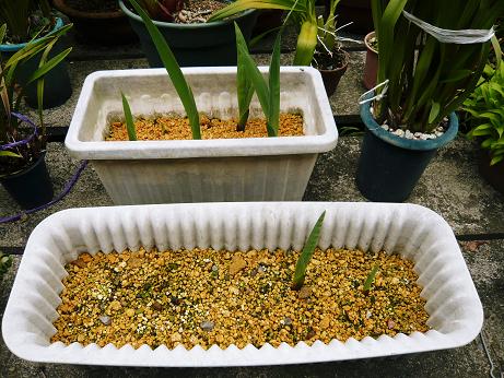 ���N���͎O���̓��I