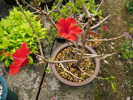 ���N���͎O���̓��I