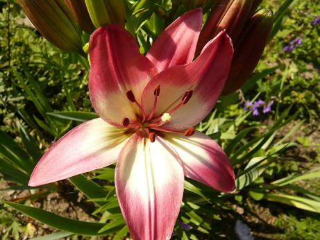 ���N���͎O���̓��I