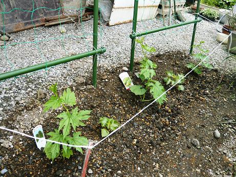 ���N���͎O���̓��I