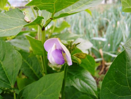 ���N���͎O���̓��I