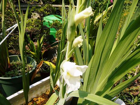 ���N���͎O���̓��I