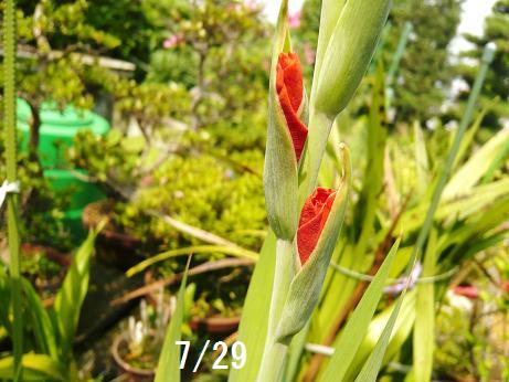 ���N���͎O���̓��I