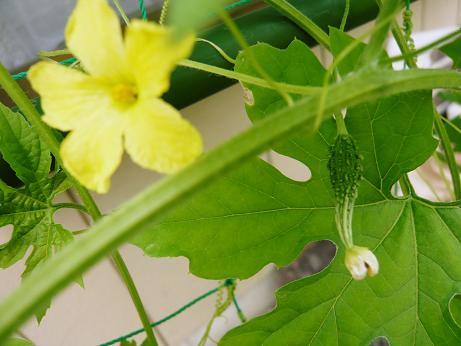 ���N���͎O���̓��I