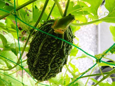 ���N���͎O���̓��I