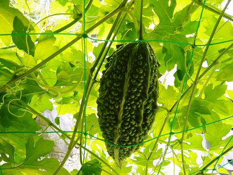 ���N���͎O���̓��I