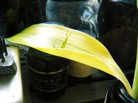 ���N���͎O���̓��I