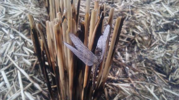 ���N���͎O���̓��I