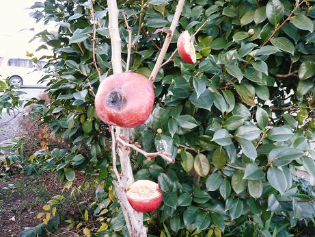 ���N���͎O���̓��I