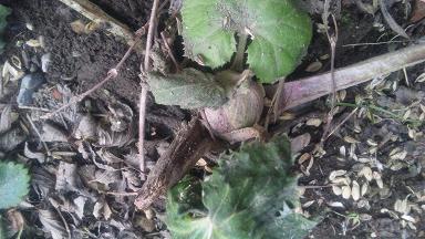 ���N���͎O���̓��I