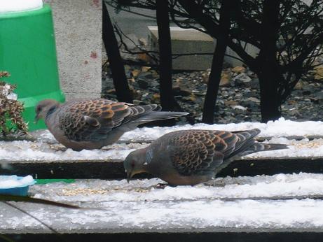 ���N���͎O���̓��I