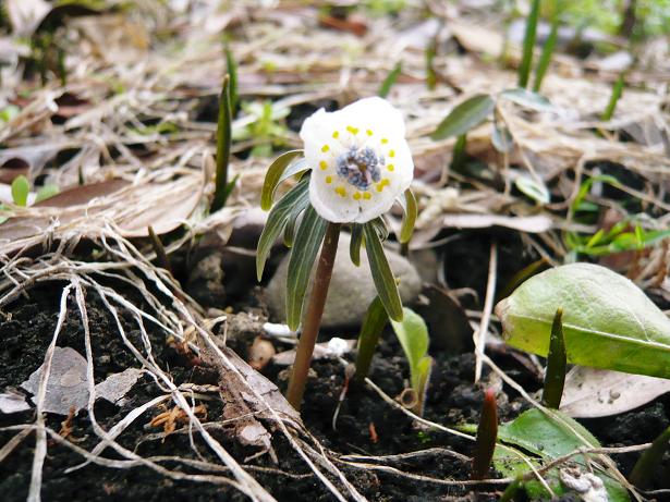 ���N���͎O���̓��I