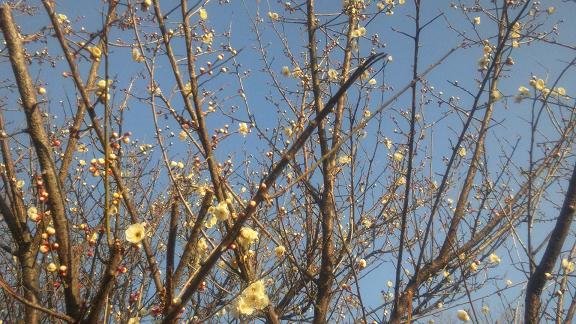 ���N���͎O���̓��I