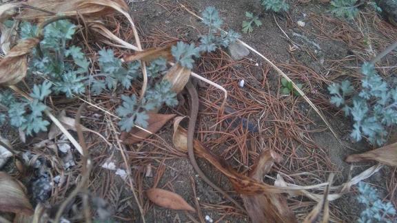 ���N���͎O���̓��I