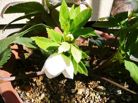 ���N���͎O���̓��I