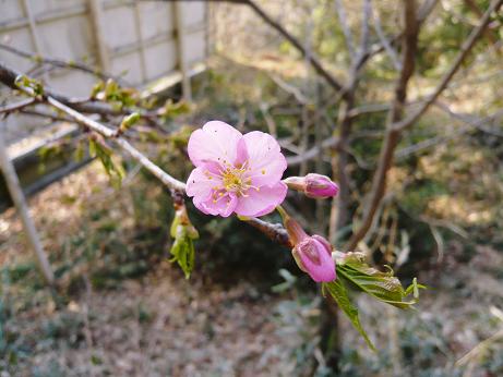 ���N���͎O���̓��I