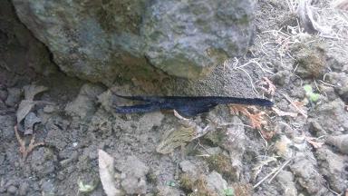 ���N���͎O���̓��I