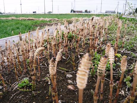 ���N���͎O���̓��I