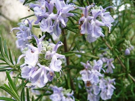 ���N���͎O���̓��I