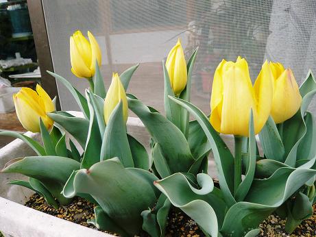 ���N���͎O���̓��I