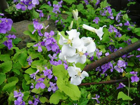 ���N���͎O���̓��I