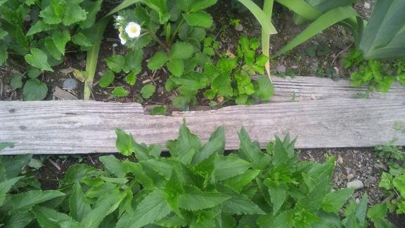 ���N���͎O���̓��I