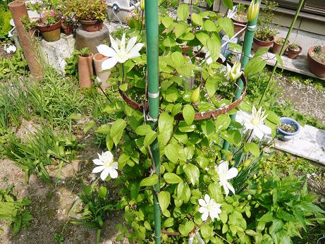 ���N���͎O���̓��I